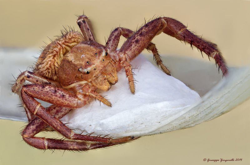 Xysticus sp. - Calenzano (FI)